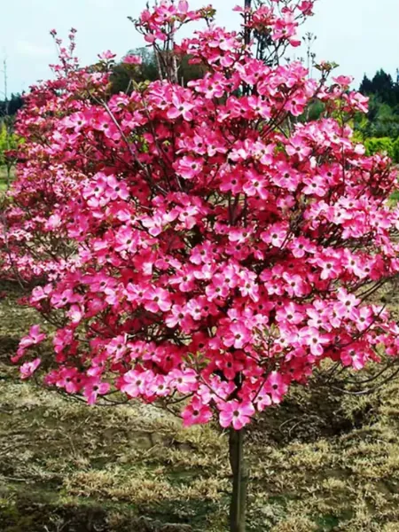 Red Flowering Dogwood